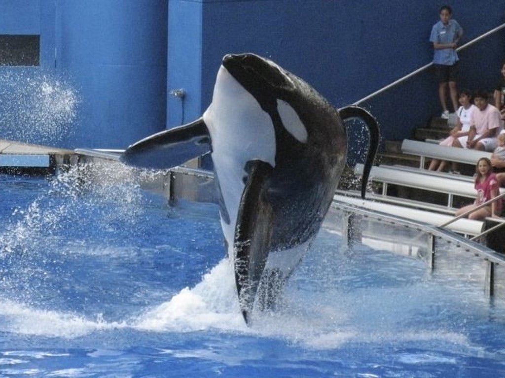 Tilikum the orca performs at SeaWorld in Orlando, Florida