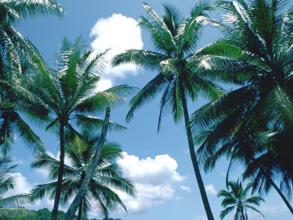 Sun, sea and palm trees at Nauru in the South Pacific