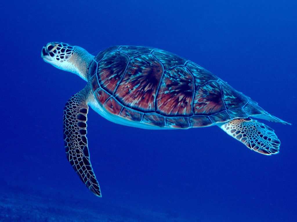 A beach break with a difference: an adult green sea turtle