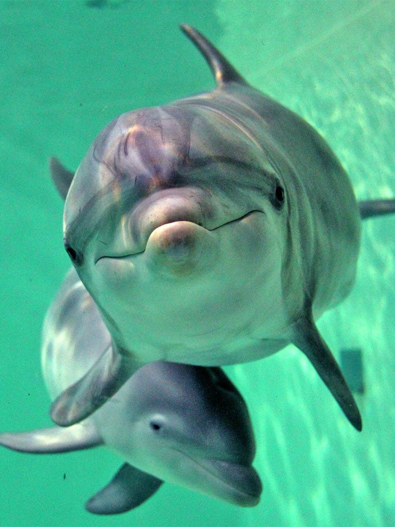 Bottlenose dolphins off Brazil drive fish towards fishermen and then swim away, nabbing lunch as they go