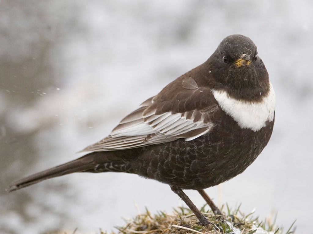 Dark Peak: Restoring degraded habitats in the Peak District National Park, and creating new native woodland