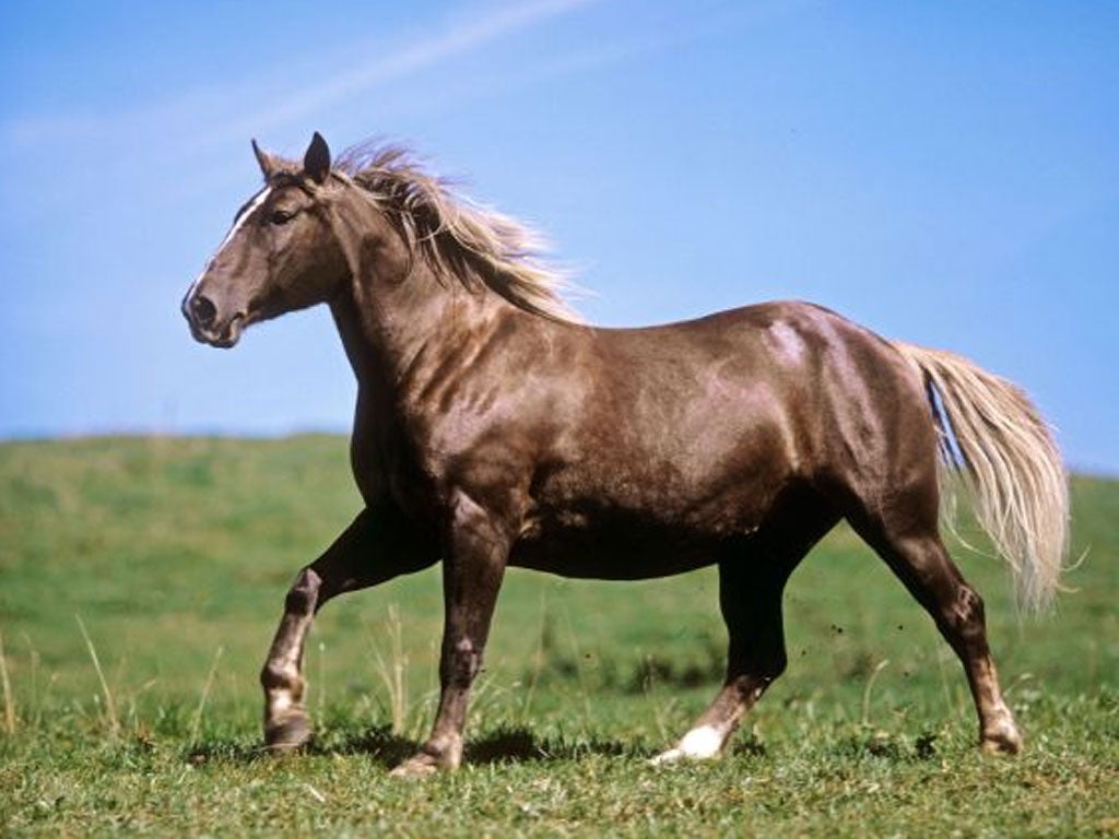 95 per cent of animals infected by African horse virus usually die