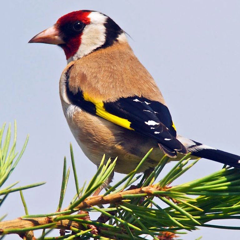 Goldfinches are now found in 58% of gardens, up from just 12% in the mid 1990s