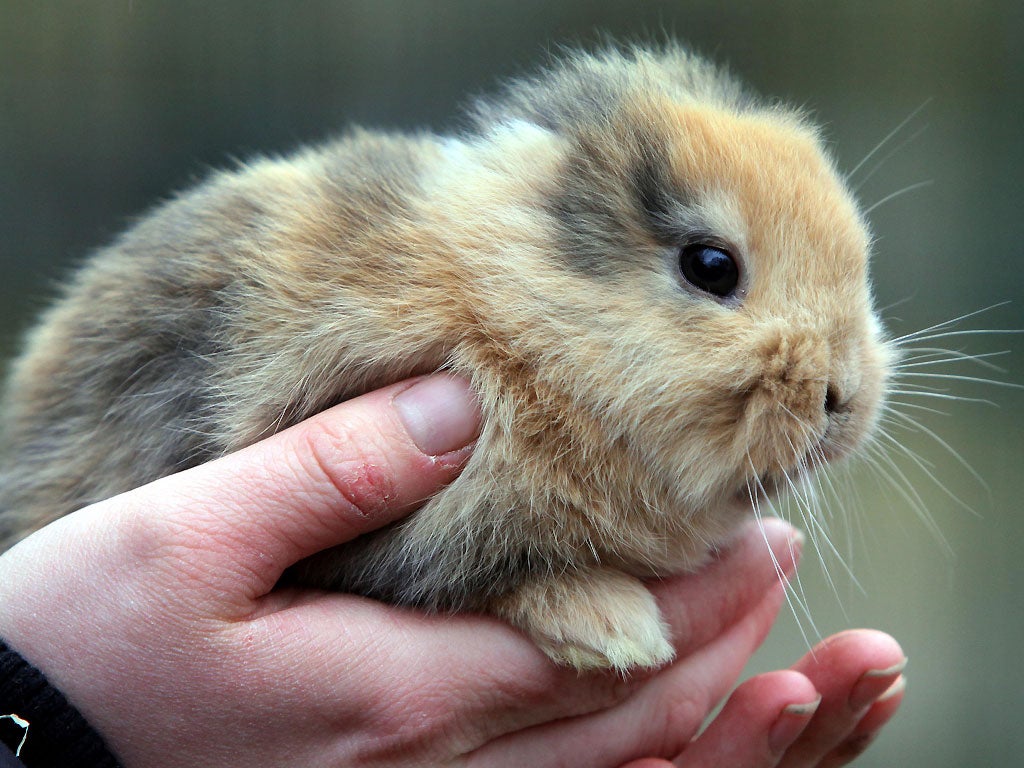 The earless bunny at a zoo in Limbach-Oberfrohna, eastern Germany