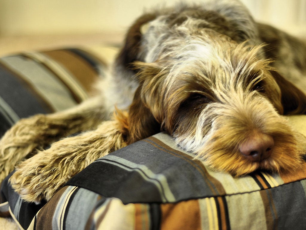 "Your dog bed can be a real statement piece in a room"