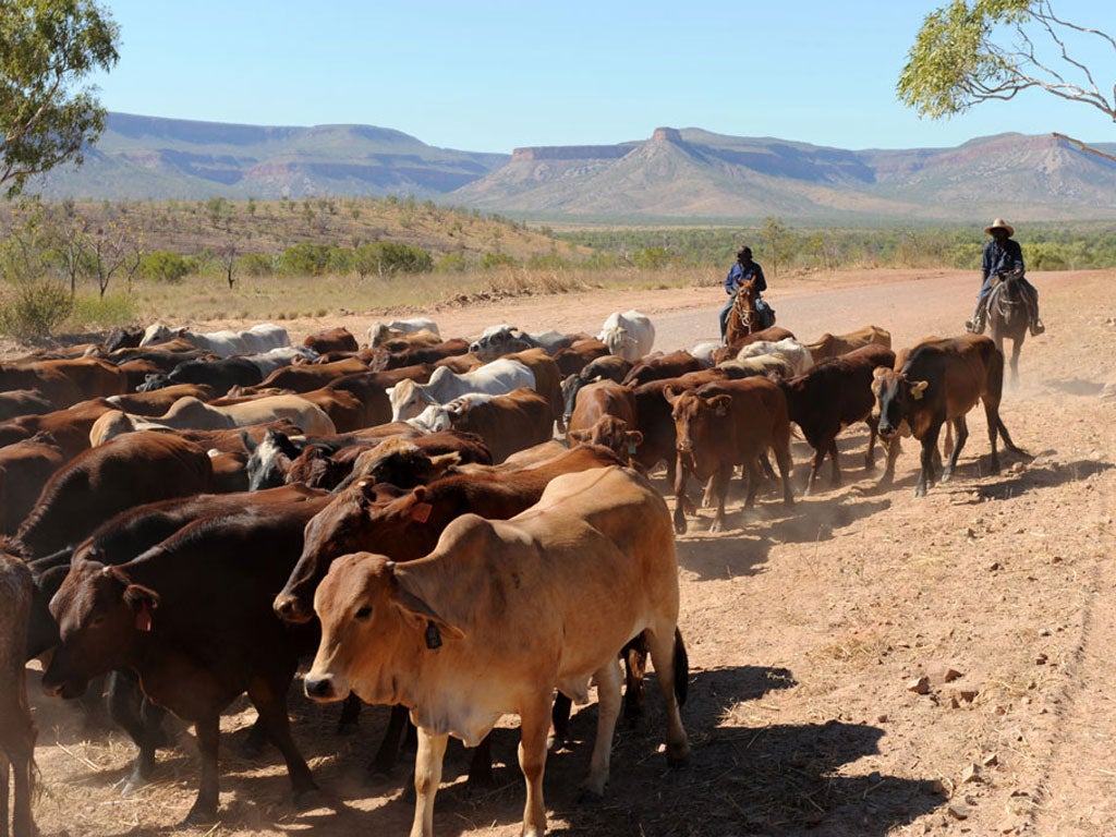 Until the cows come home: Driving the cattle along the Gibb River Road