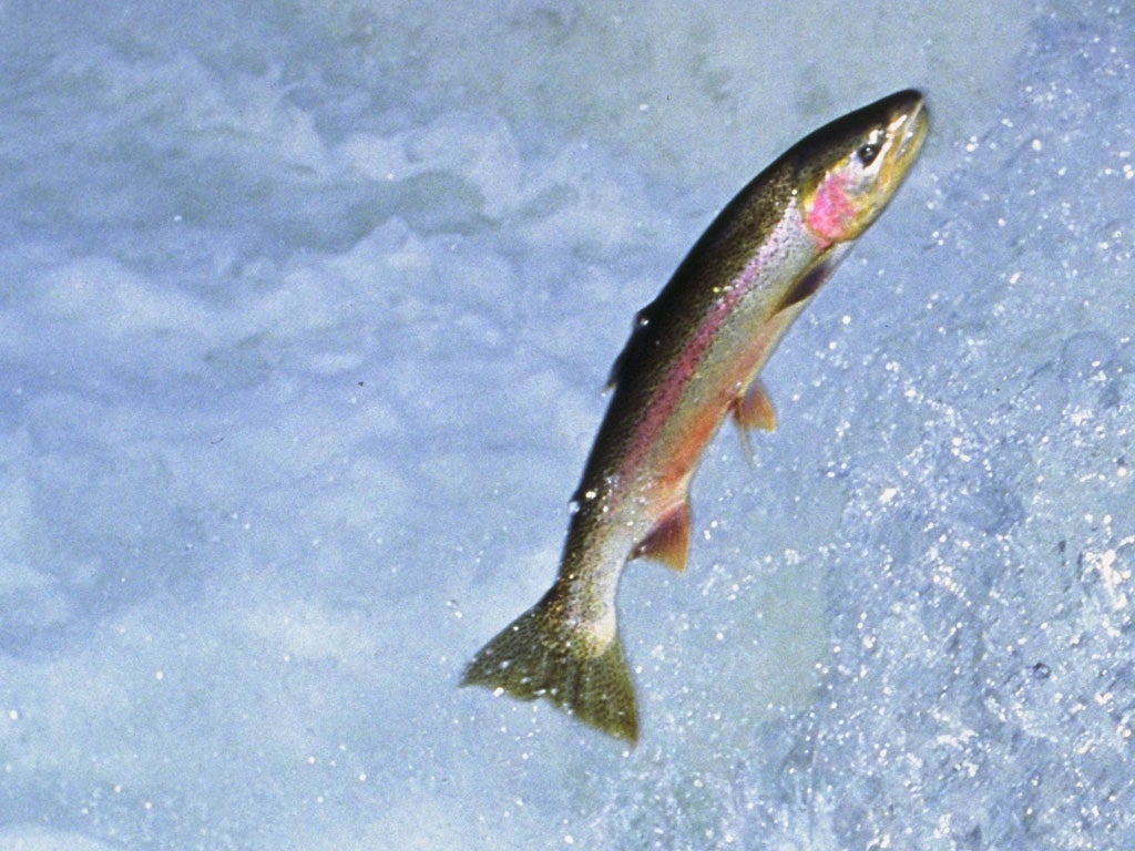 According to a new book, increasing numbers of rivers in towns and cities in Britain are now so clean that anglers are fly-fishing in them for trout and grayling, which are specialised clean-water species