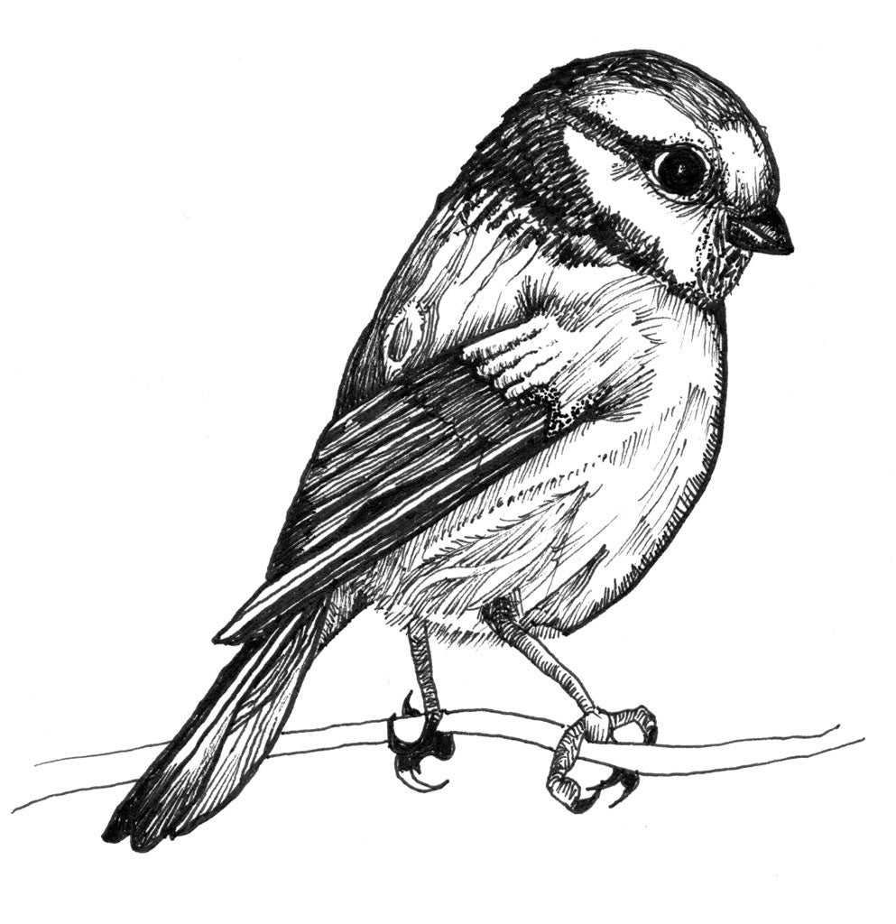 Dawn chorus: A blue tit