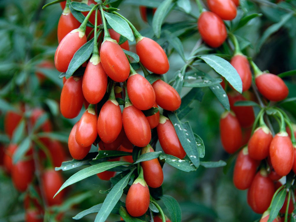 Goji berries, marketed as a health food berries, could be on the way out as Chia seeds are fast becoming the new 'superfood' sensation taking America by storm