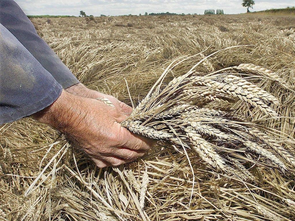 Traditional wheat plants are prey to aphid attack, which spreads viruses