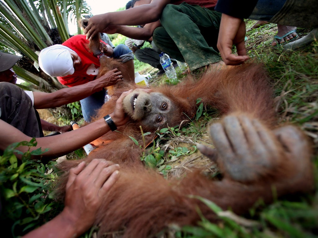 Vets examine a Sumatran orang-utan