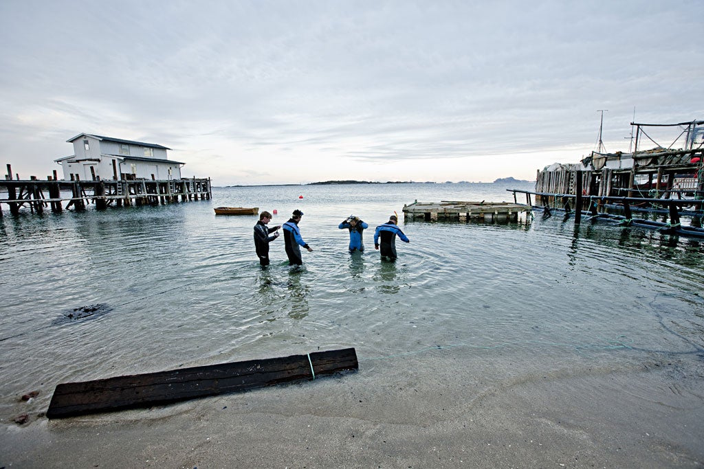 Michael Booth joins a group led by Roderick Sloan into the water to dive for sea urchin