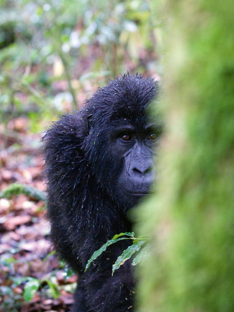 Rubbing shoulders with wild mountain gorillas is likely to be one of the most emotional, humbling and exhilarating 60 minutes of your life