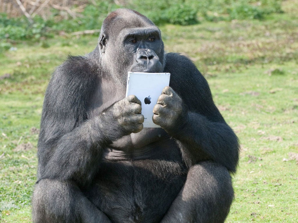 Staff at the Milwaukee County Zoo in the US started weekly sessions with their orangutans and iPad
