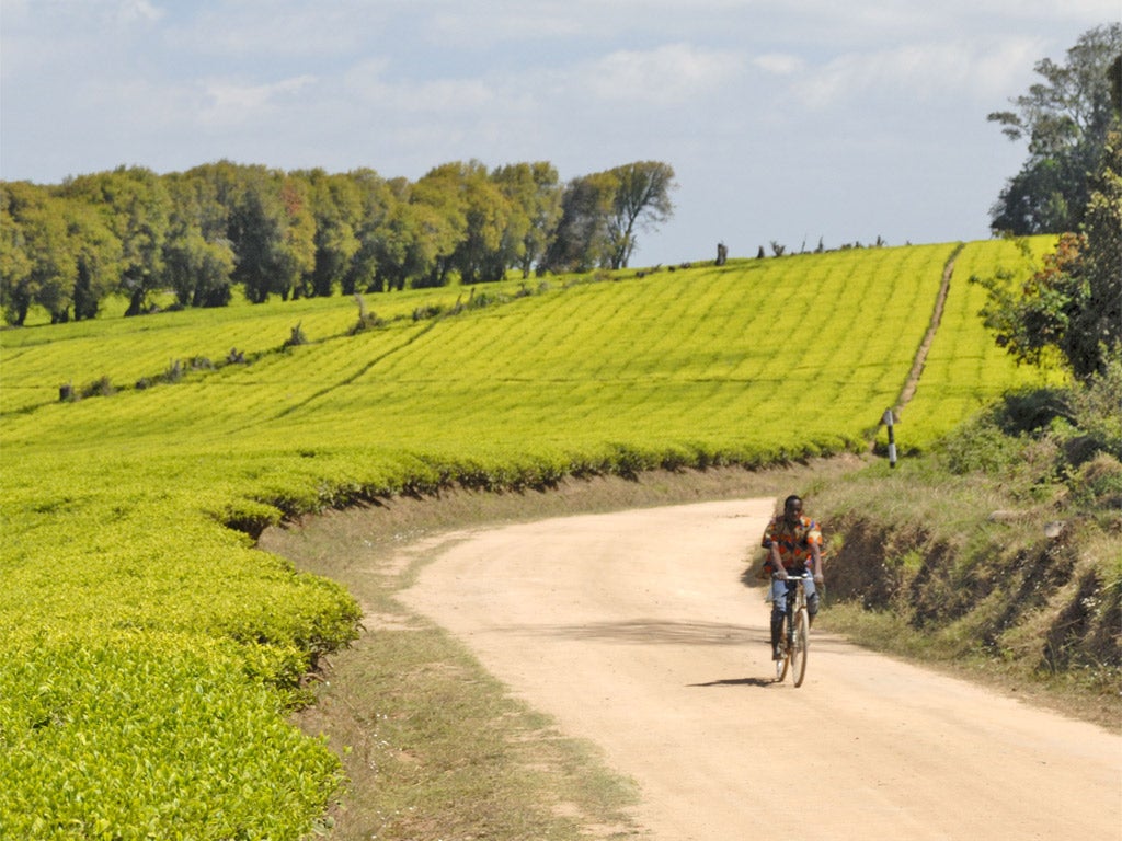 A tea plantation in Mufindi, Tanzania