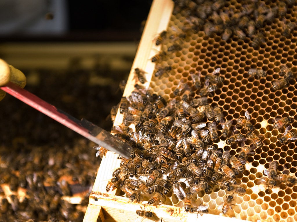 Bee populations have suffered a sharp decline in the past five years