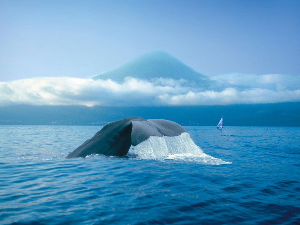 Tailspin: A sperm whale dips back under the water
