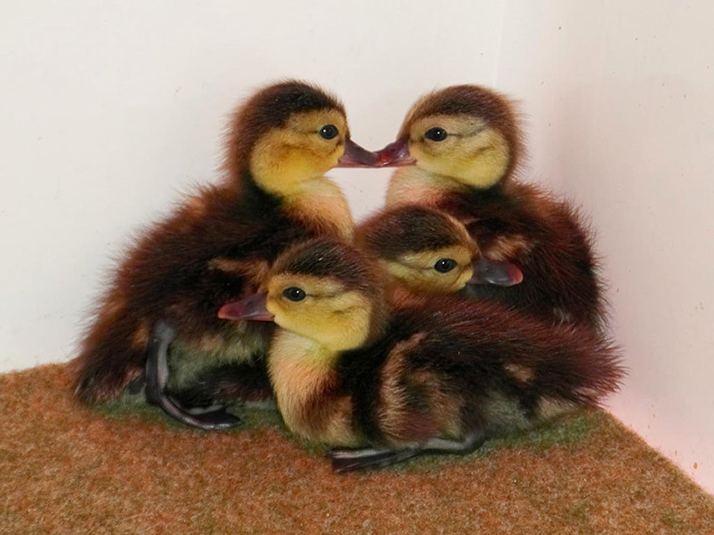 Newborn ducklings from the world's most endangered duck species – the Madagascar pochard