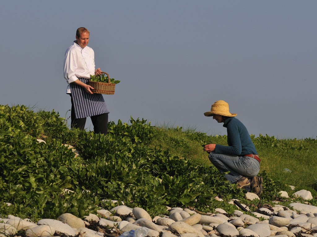 Foraging on the hill-side