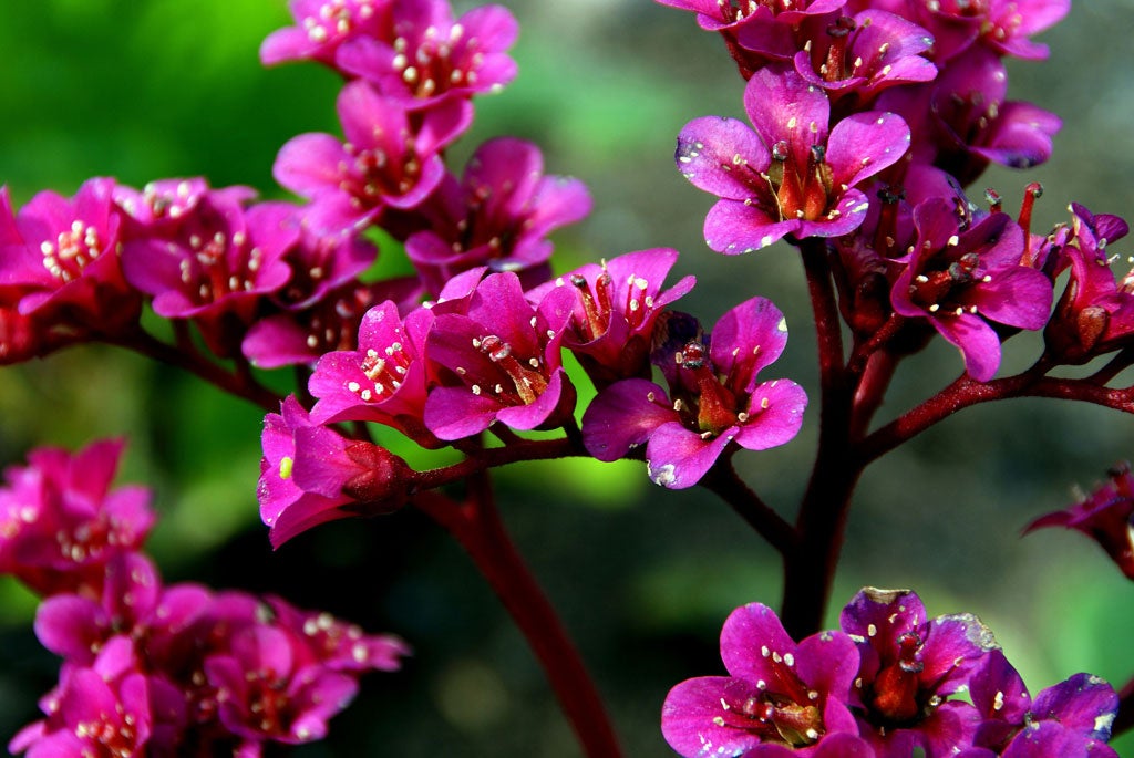 In bloom: Bergenias are everywhere this spring