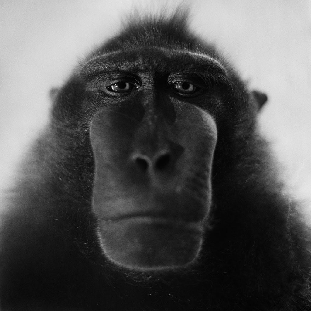 A crested black macaque stares moodily at the lens