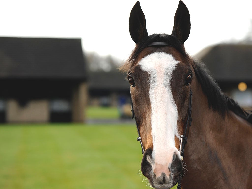 The death of Synchronised will linger just as long in Jonjo O’Neill’s mind as any of his glories