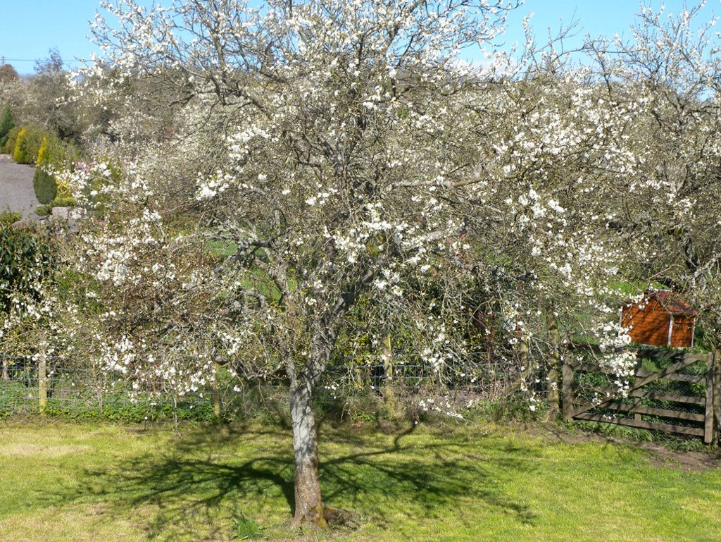 Blinded by blossom: Damson trees in Cumbria