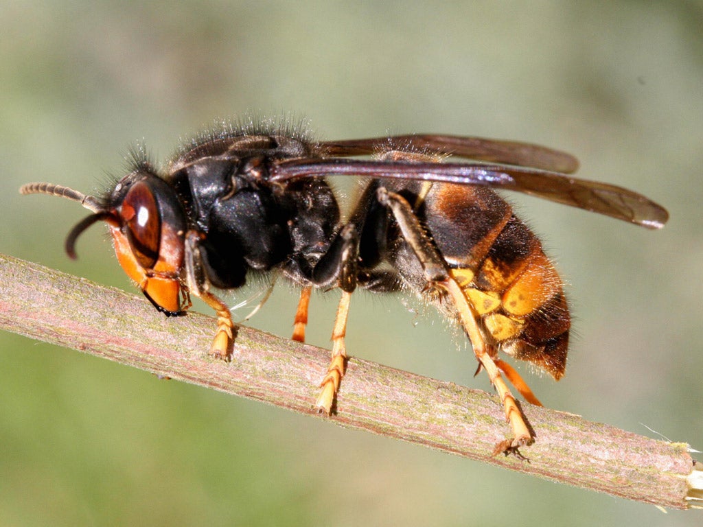 Killer insect: Asian hornets reached France in 2005 and have spread steadily