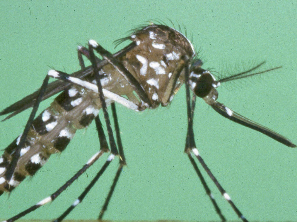 The Asian Tiger Mosquito could survive year-round in southern England as aresult of milder winters