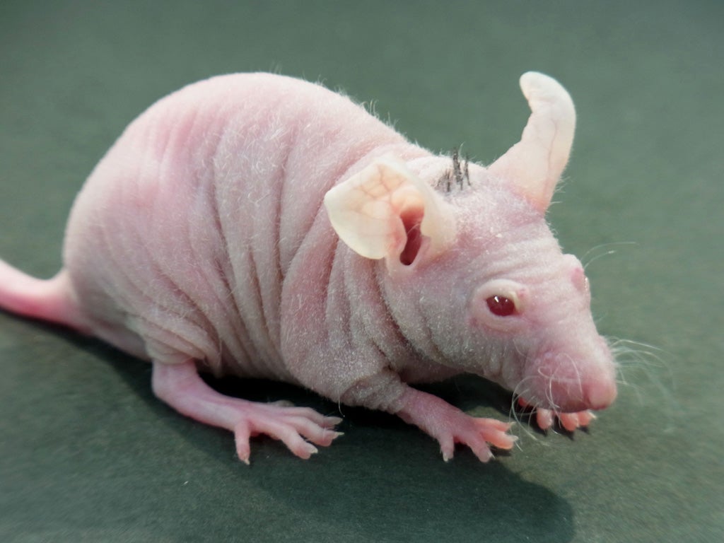 Test mouse with patch of hair on its back