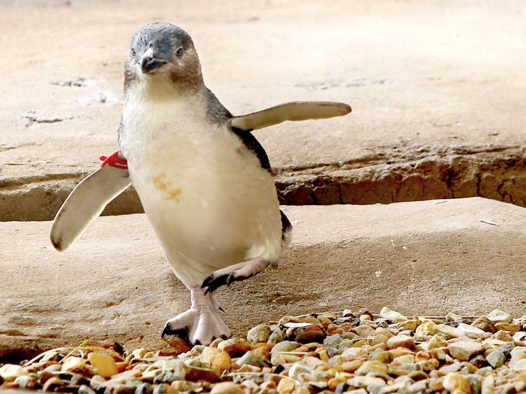 Dirk was stolen from Sea World on Australia's Gold Coast before his captors panicked and dropped him in a canal