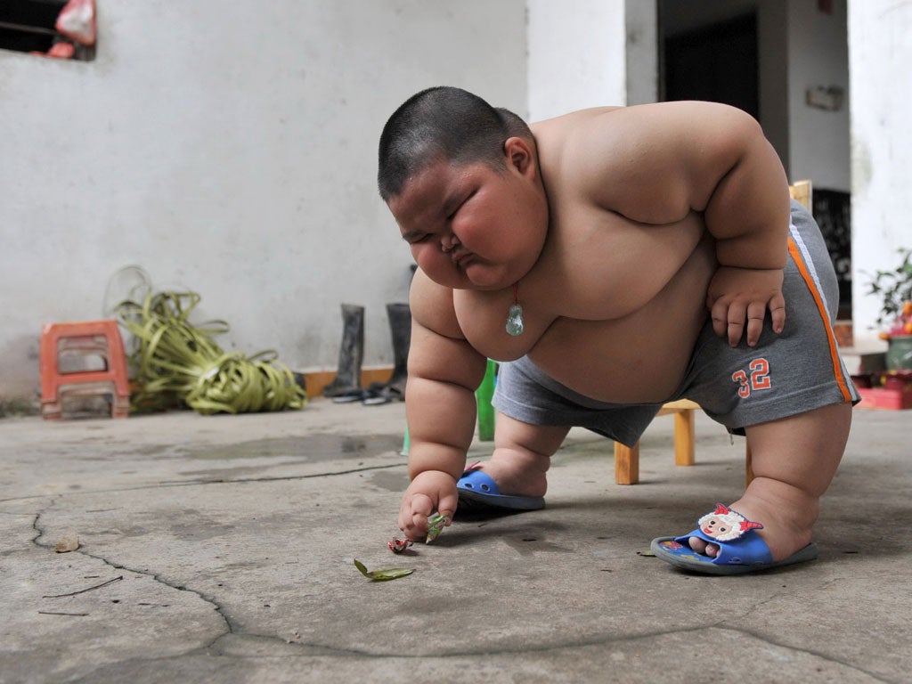 <p><b>Big baby</b></p>
<p>A three-year-old toddler from China already tips the scales at 60kg (132lbs), making him five times the size of a normal child his age. When Lu Hao was born he weighed just 2.6kg (5.7 lbs.); however, from the time he was three months old he began to gain weight rapidly.<br/>
"His appetite is so good that for a meal he can eat 3 big bowls of rice, even larger than I and his mother," said Hao's father Lu Yuncheng. Since Hao was one-year-old his parents have tried to keep a careful eye on his diet.<br/> However, Hao's mother Chen Yuan comments: "We have to let him be as if we don't feed him he will cry nonstop". No matter how hard the family restricts Hao's diet and pushes him to move more the toddler has still managed to put on 10kg (22 lbs) in the past year.</p>