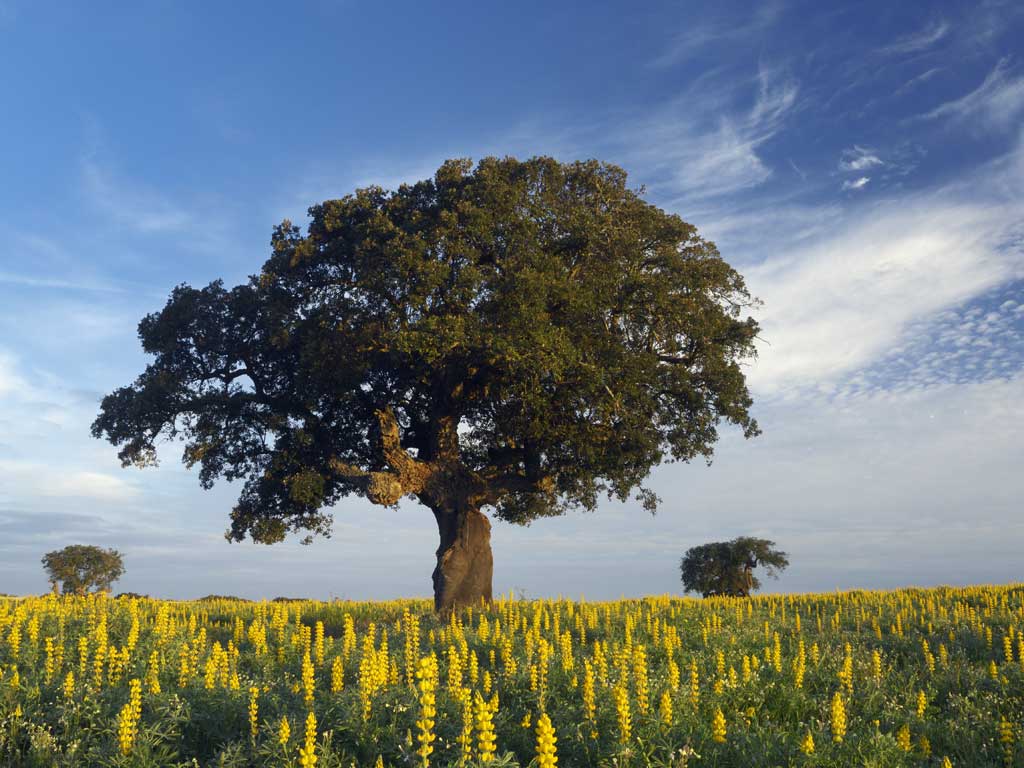 A real corker: The Alentejo region is defined by cork oaks and rolling meadows