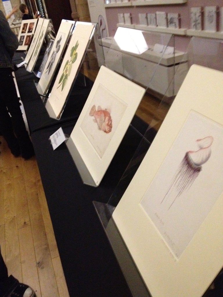 Watercolours taken from Sydney Parkinson's original botanical sketches drawn during Captain Scott's HMS Endeavour voyage to Australia.