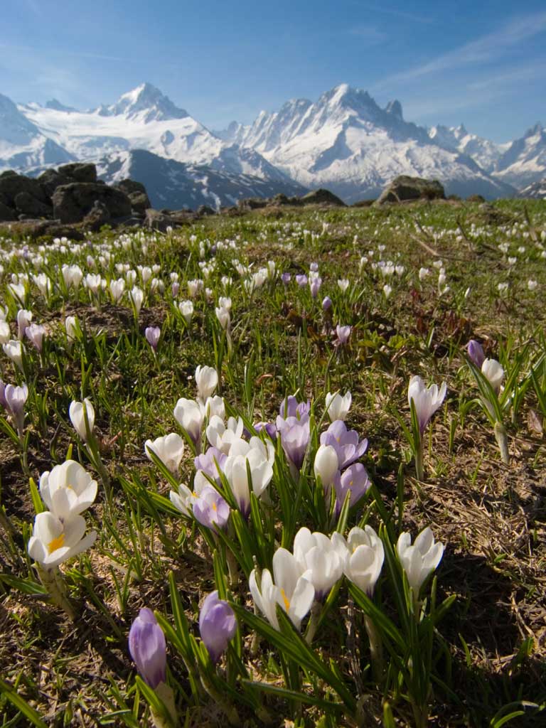 Flowers and Mont Blanc in the French Alps