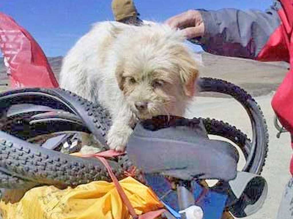 Xiao Sa’s microblog drew almost 40,000 followers in a fortnight