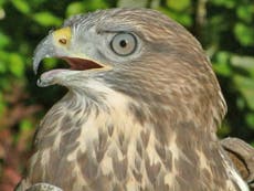 Landowner given permission to shoot protected buzzards