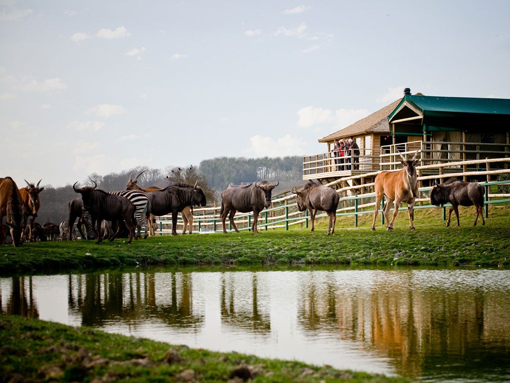 Port Lympne reserve is nearby