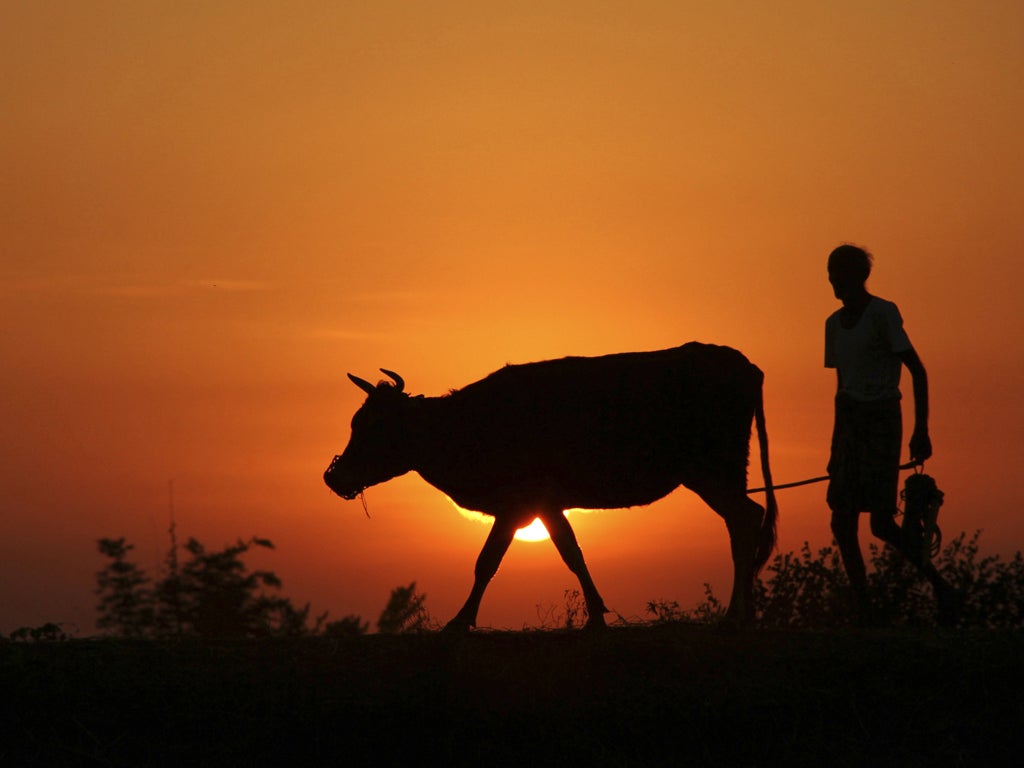 &#13;
Every year, hundreds of thousands of cows are illegally smuggled into Bangladesh where they are turned into shoes, belts, bone china crockery and meat &#13;