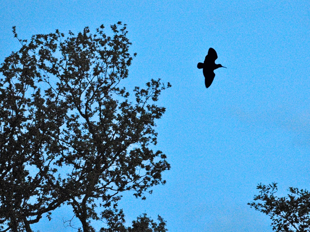 A 'roding' male woodcock patrols a circuit