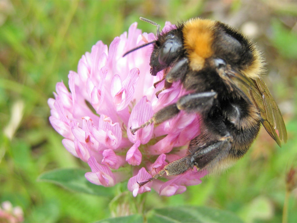 Bee populations have declined dramatically in recent decades