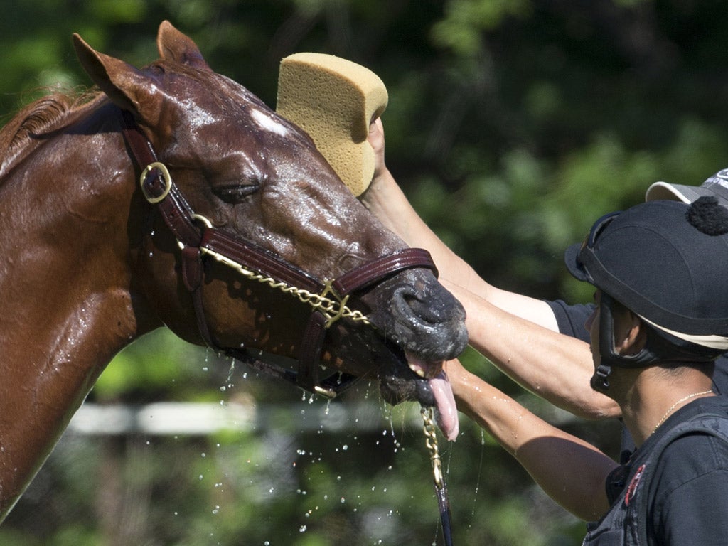 I'll Have Another cools down at Belmont Park