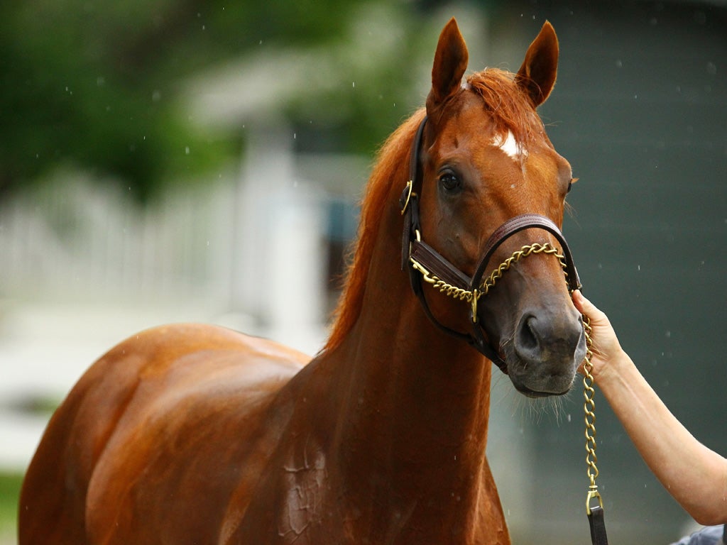 I'll Have Another was aiming to win the first Triple Crown since 1978