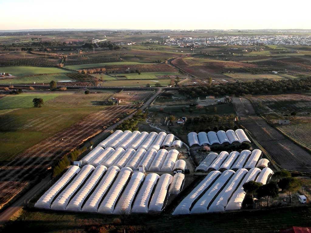 One of the 'illegal' farms that the WWF says is destroying Doñana National Park