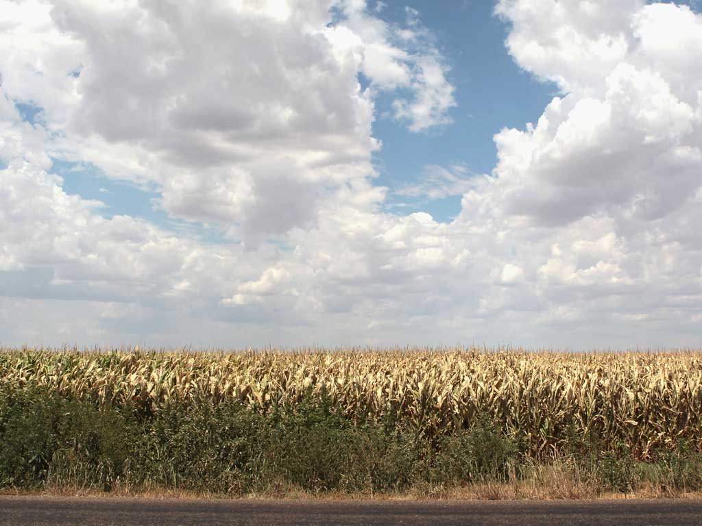 Corn syrup from corn fields like this have been linked to obesity