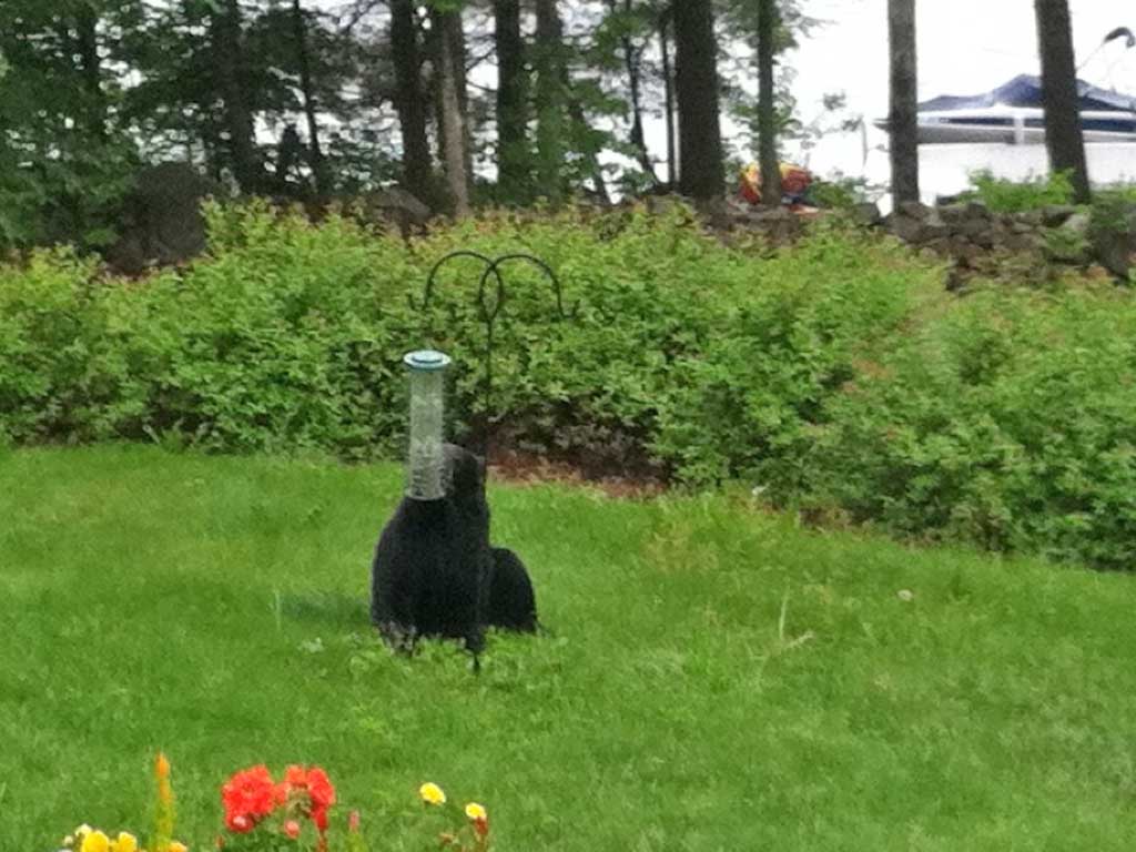 A bear by the bird feeder in David Blanchflower’s garden