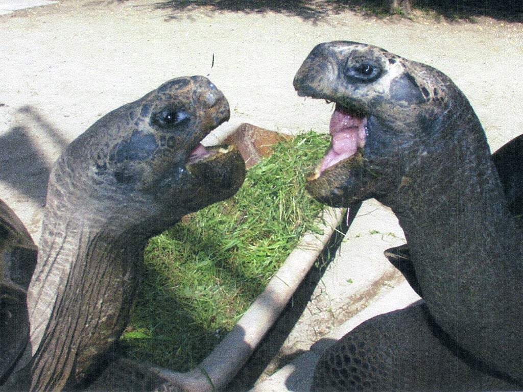 In happier times: giant tortoises Bibi and Poldi at Klagenfurt Zoo in Austria