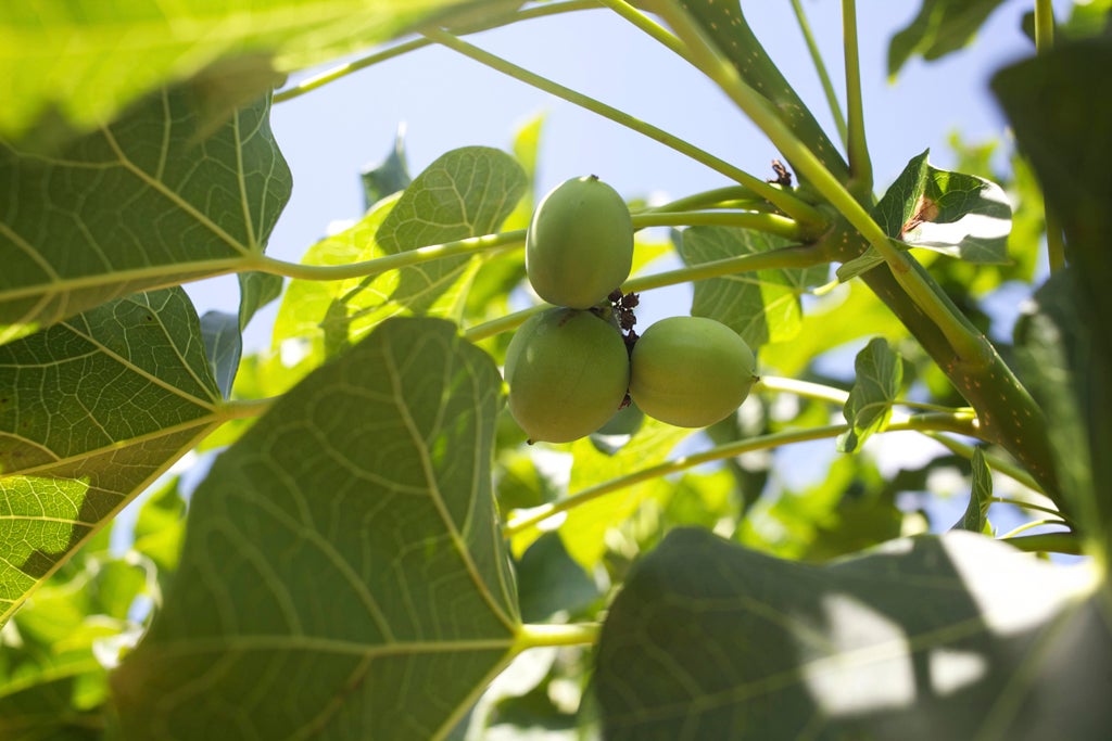 Miracle crop, “jatropha”.