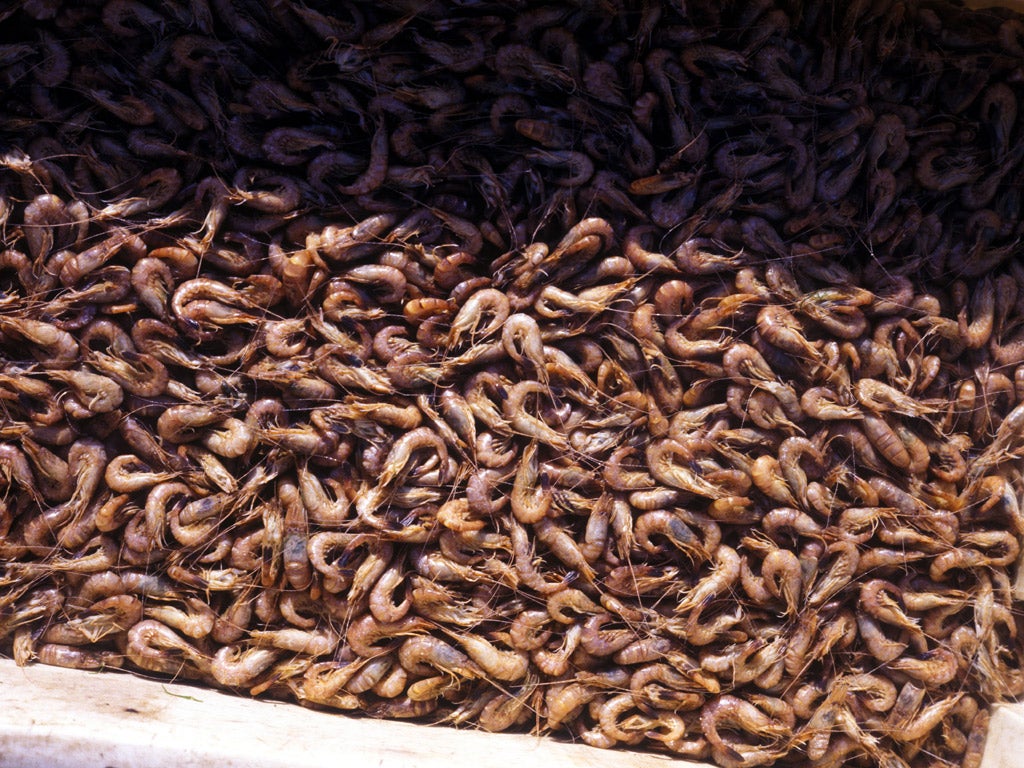 Shrimps being collected. The tiny crustaceans punch far above their weight in taste.