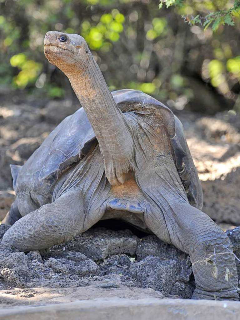 Lonesome George was the last remaining tortoise of his kind